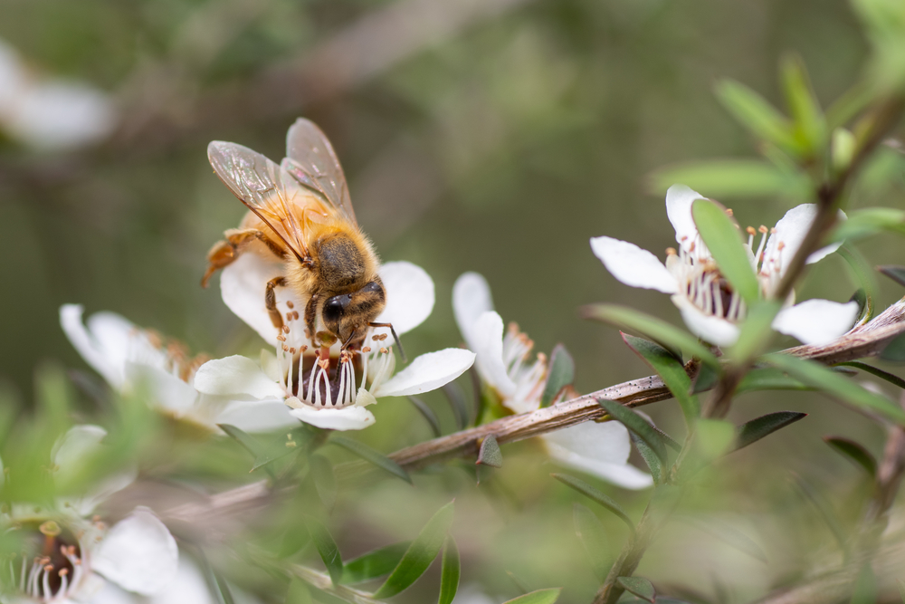 manuka pianta